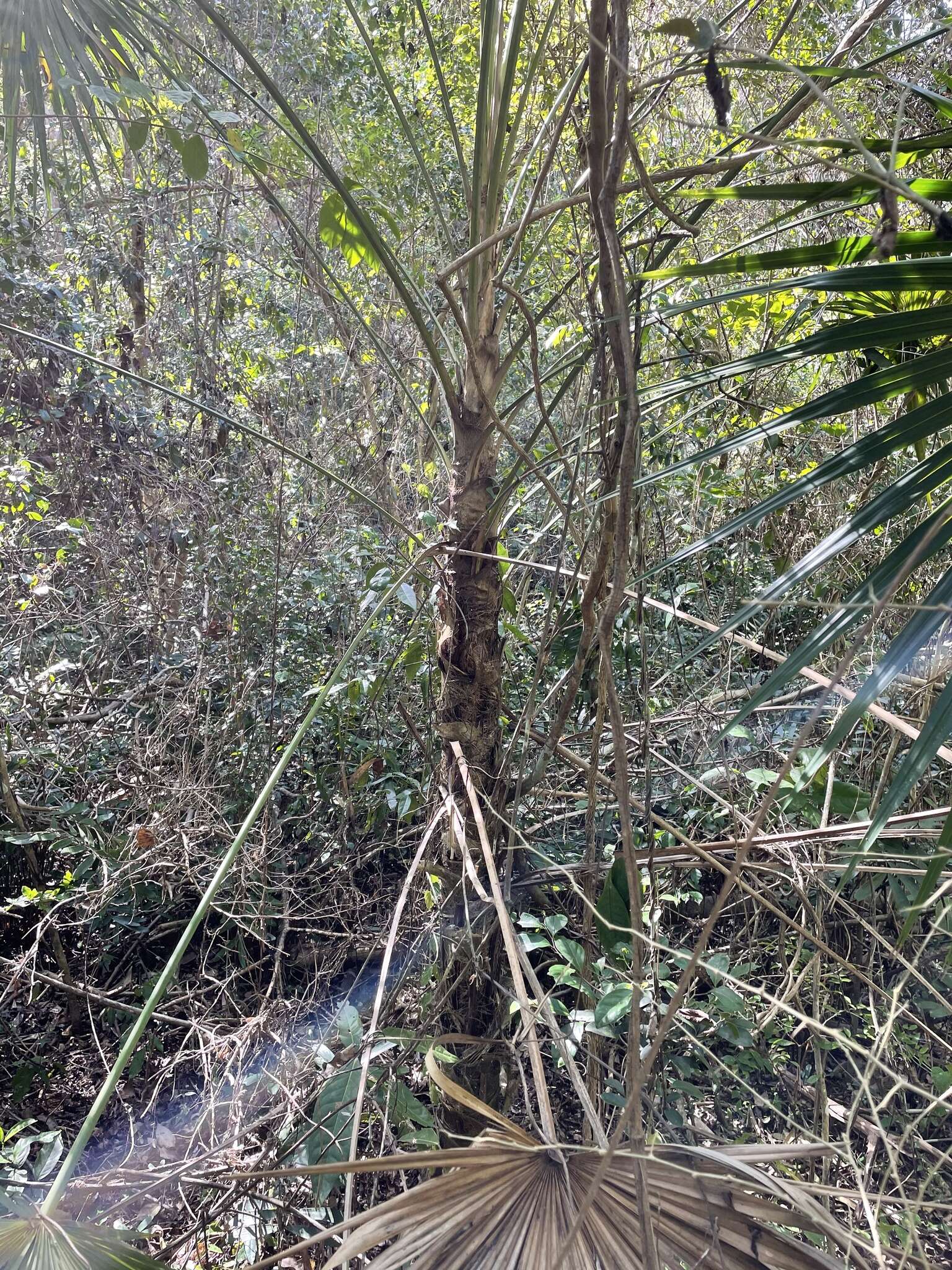 Image of Coccothrinax alta (O. F. Cook) Becc.