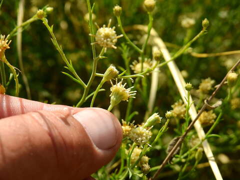 Image of Baccharis darwinii Hook. & Arn.