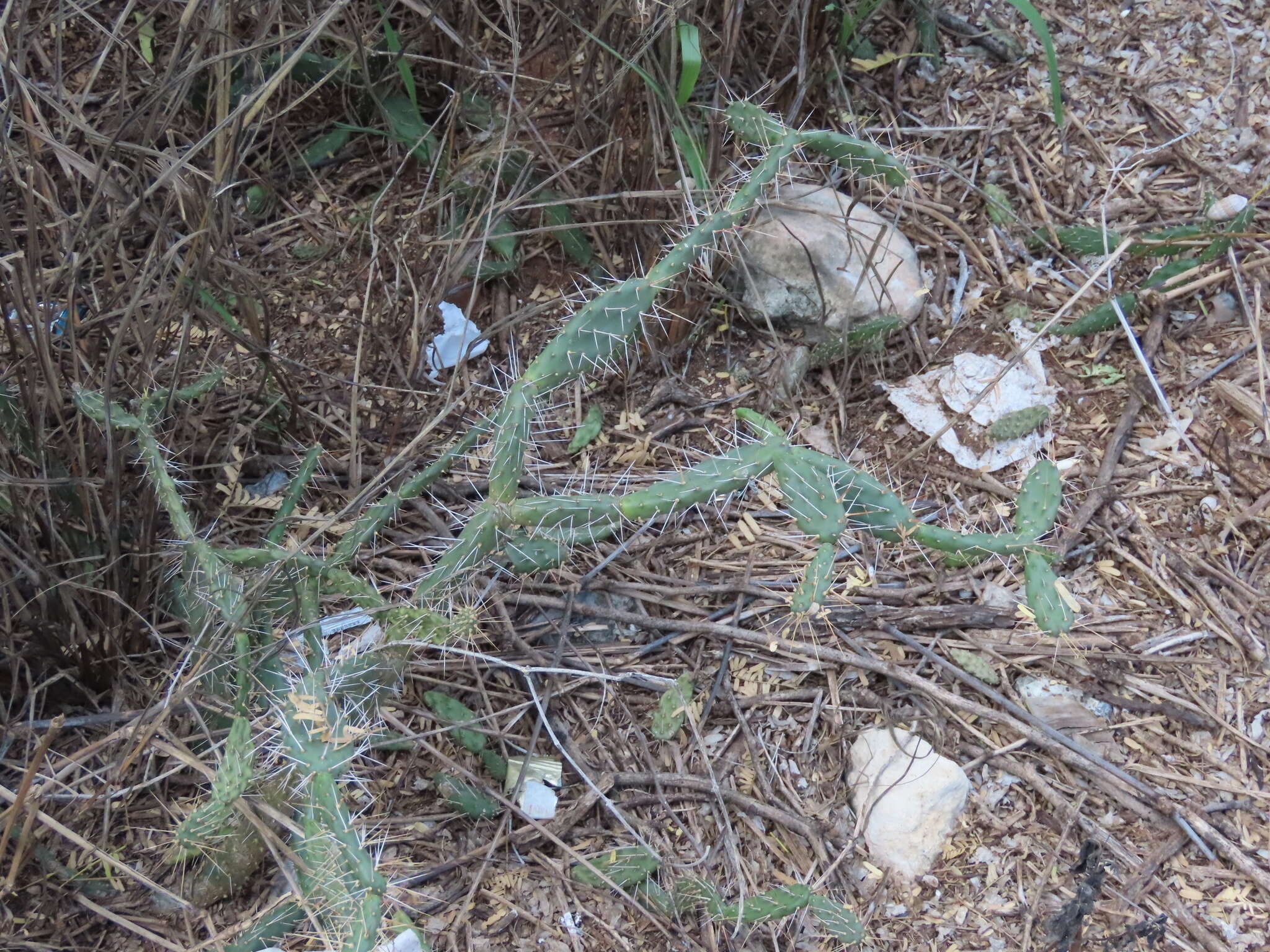 Image of Roving Pricklypear