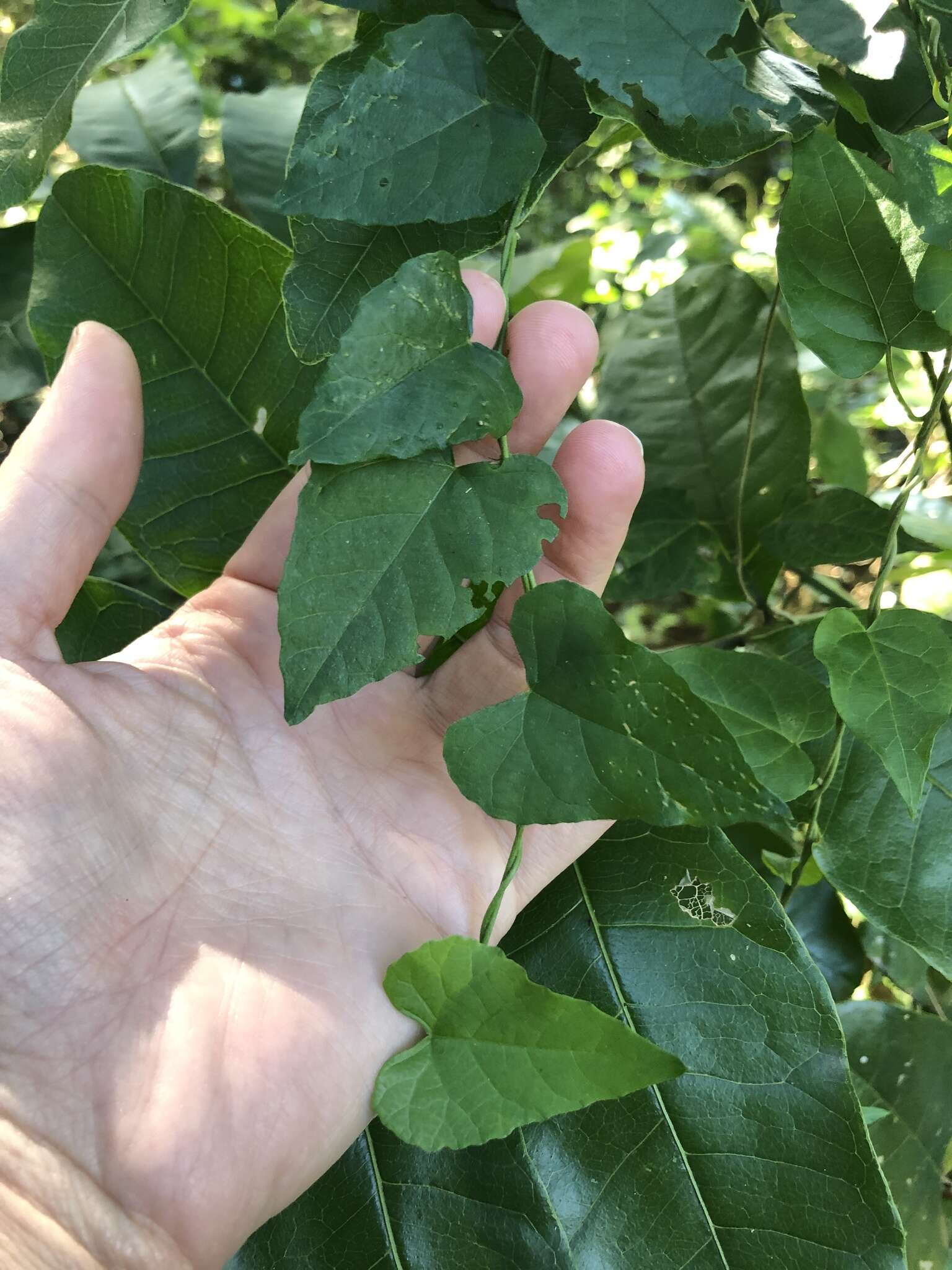 Image of Cissus fragilis E. Mey.