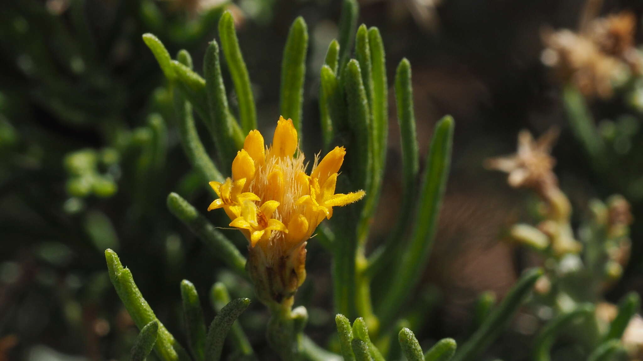 صورة Ericameria brachylepis (A. Gray) Hall