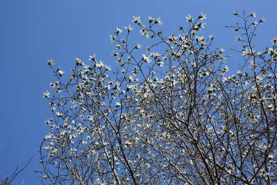 Image of Kobus magnolia