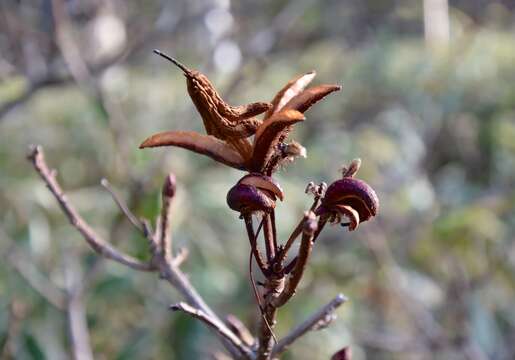 Image de Rhododendron molle (Bl.) G. Don