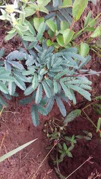 Image of Calliandra brevicaulis Micheli