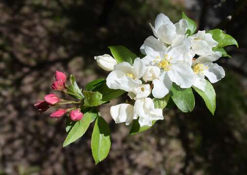 Image of Toringa crab apple