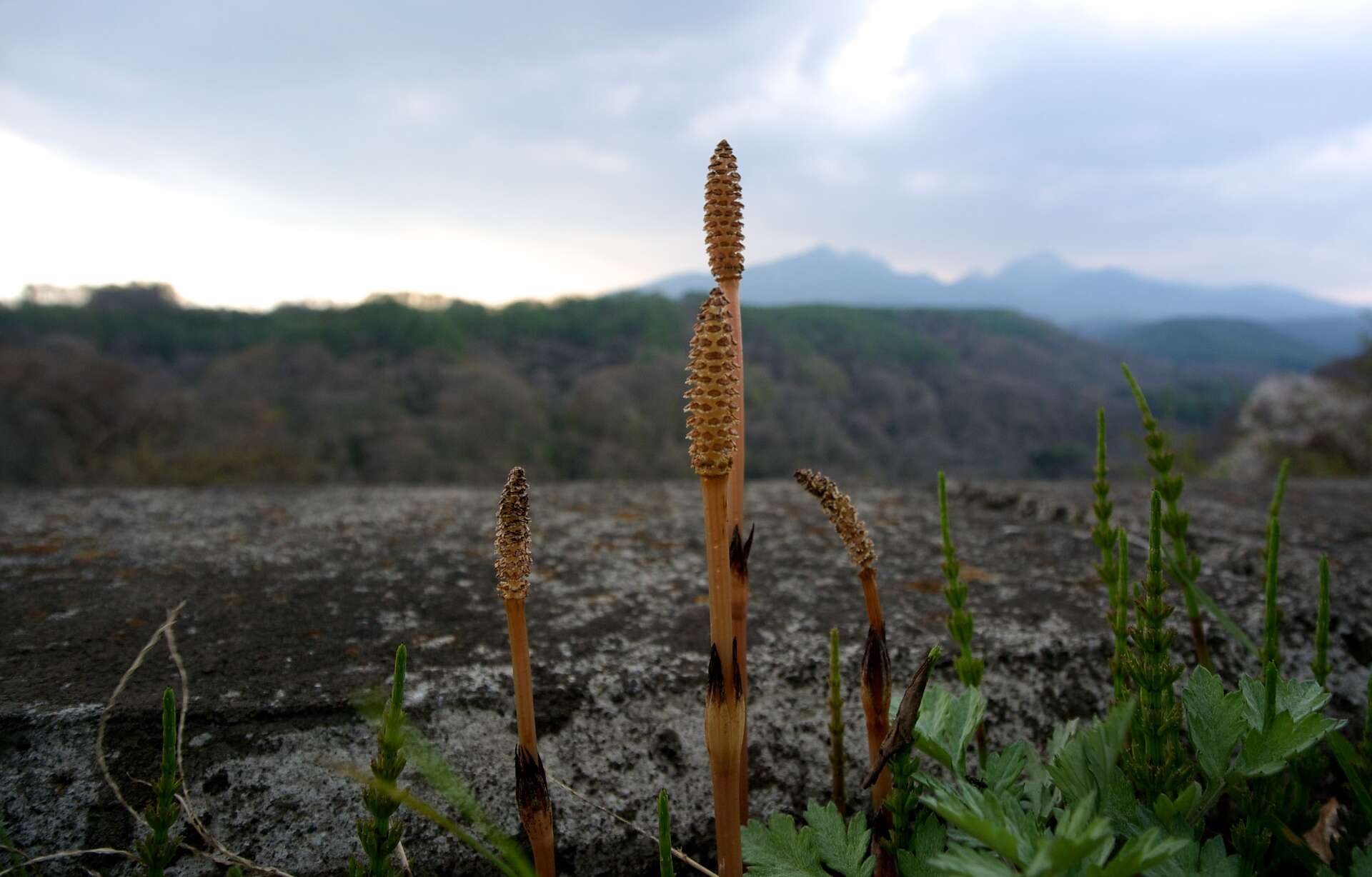 Image of field horsetail