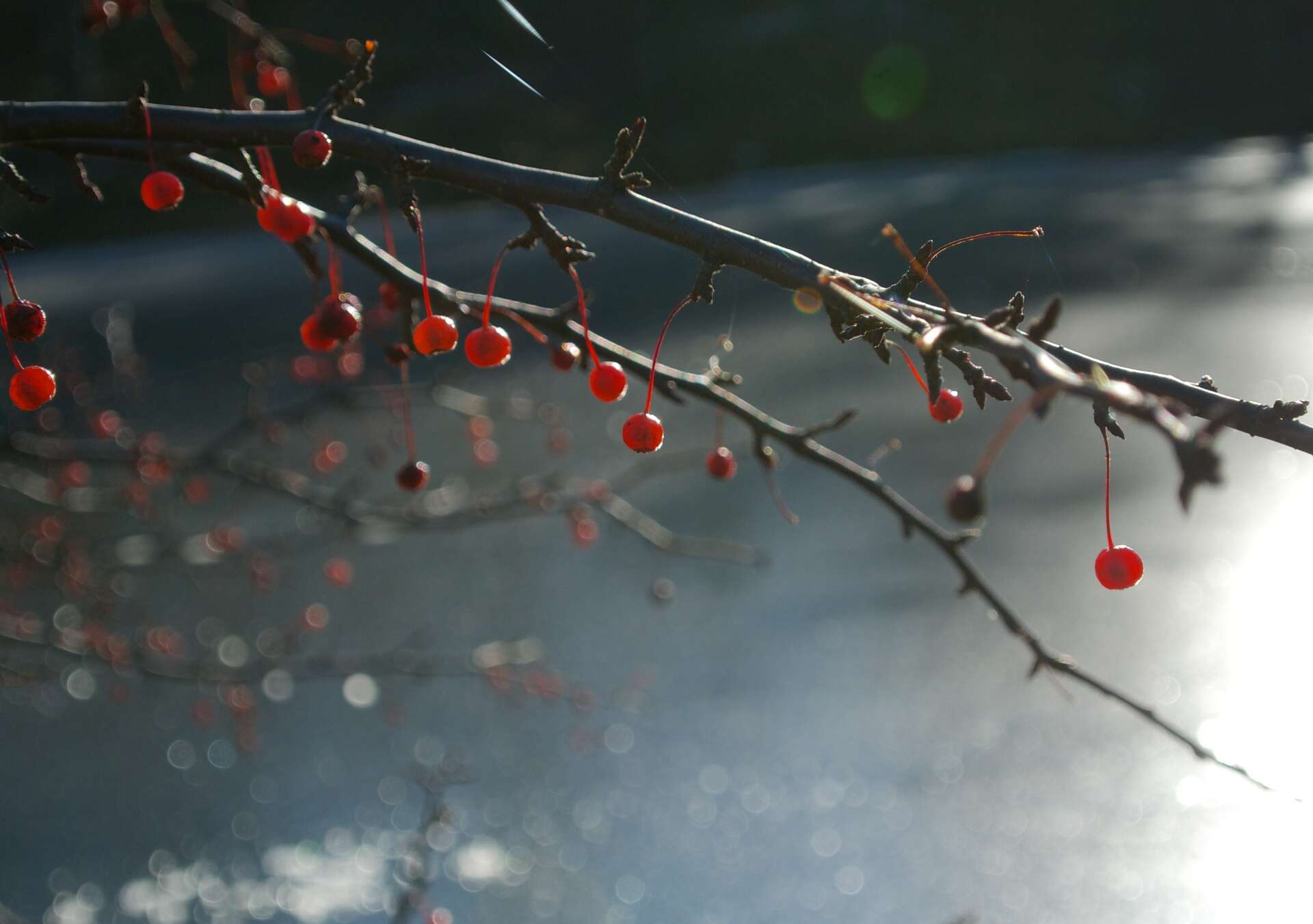 Image of Toringa crab apple