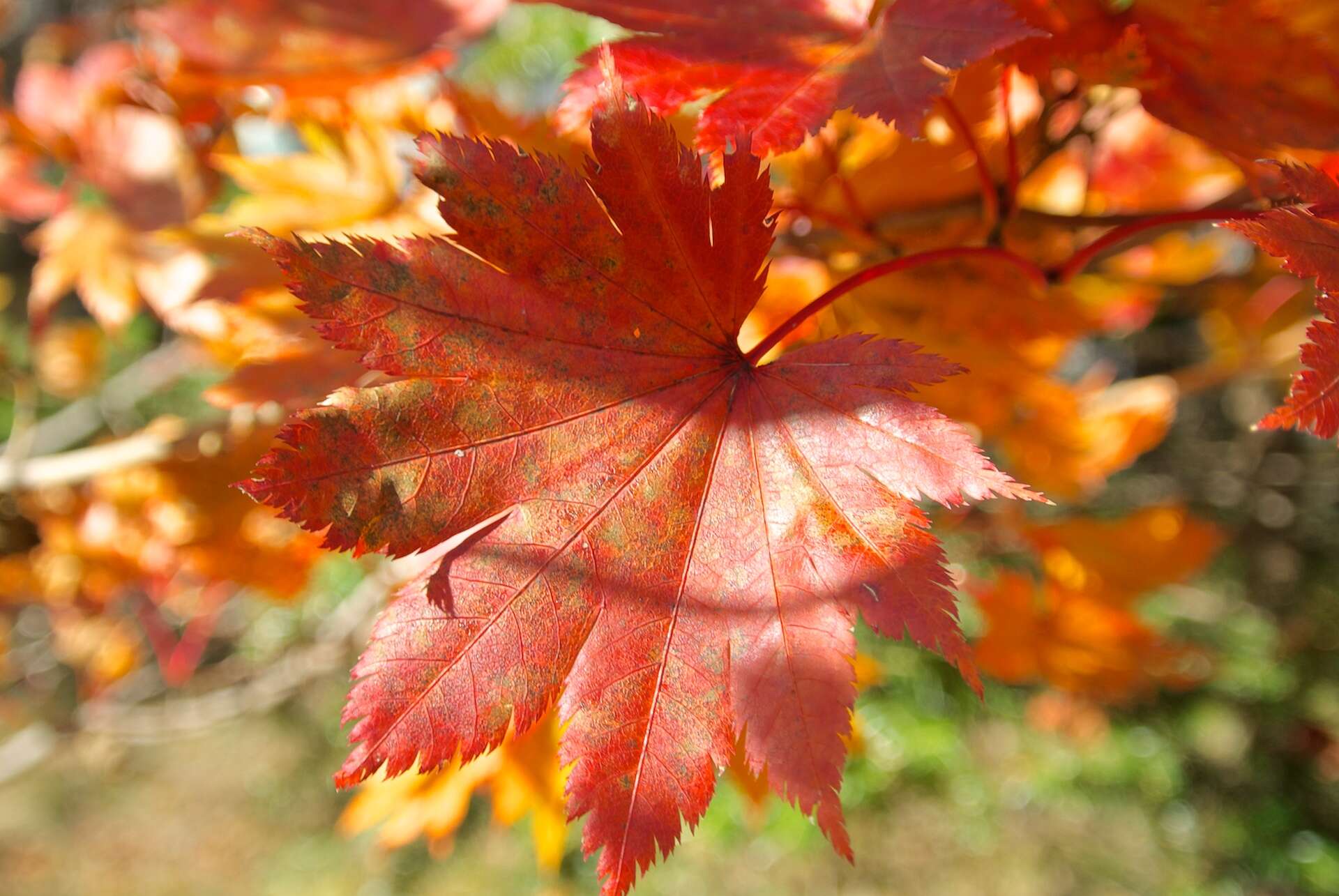 Image of Fullmoon Maple