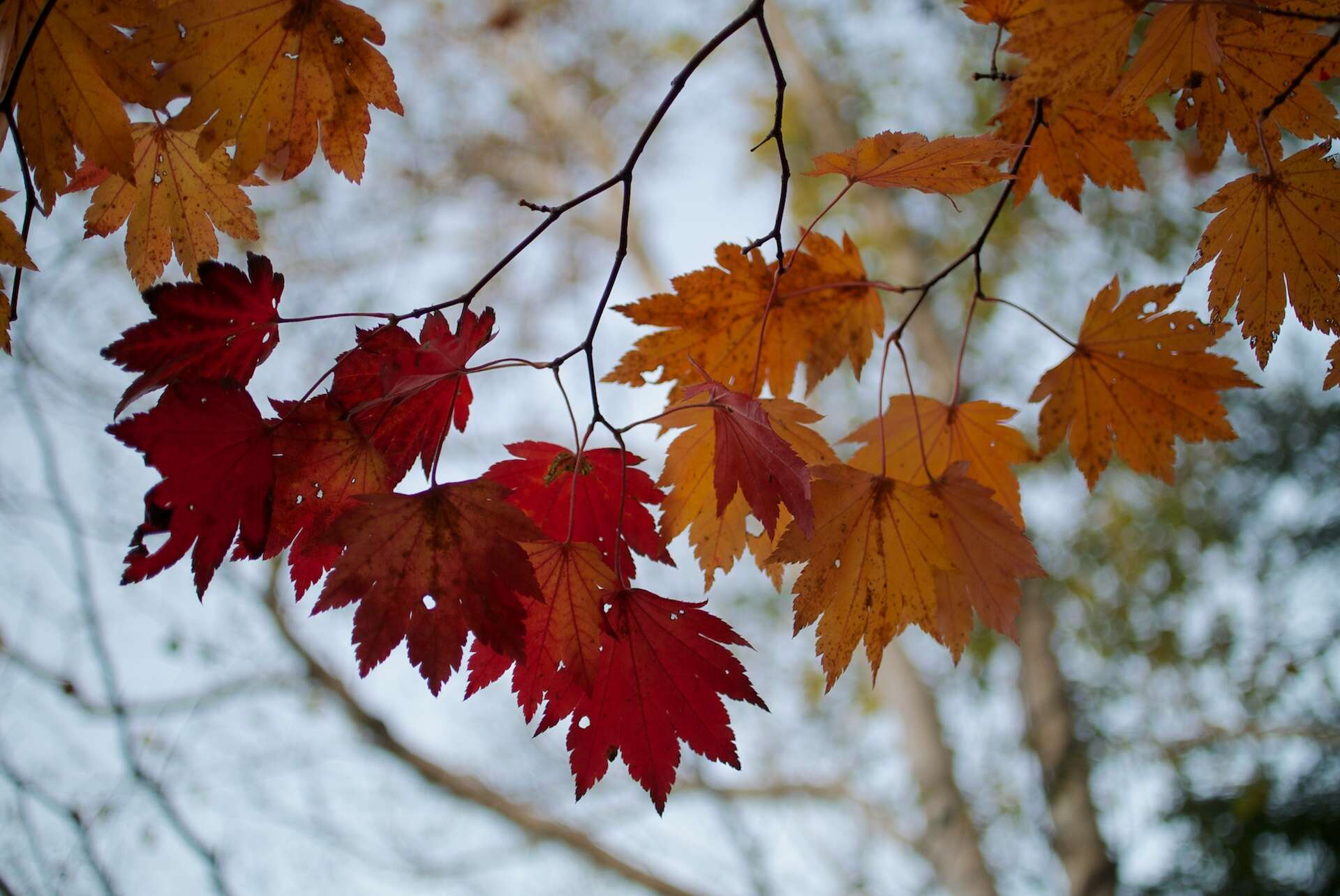 Image of Fullmoon Maple