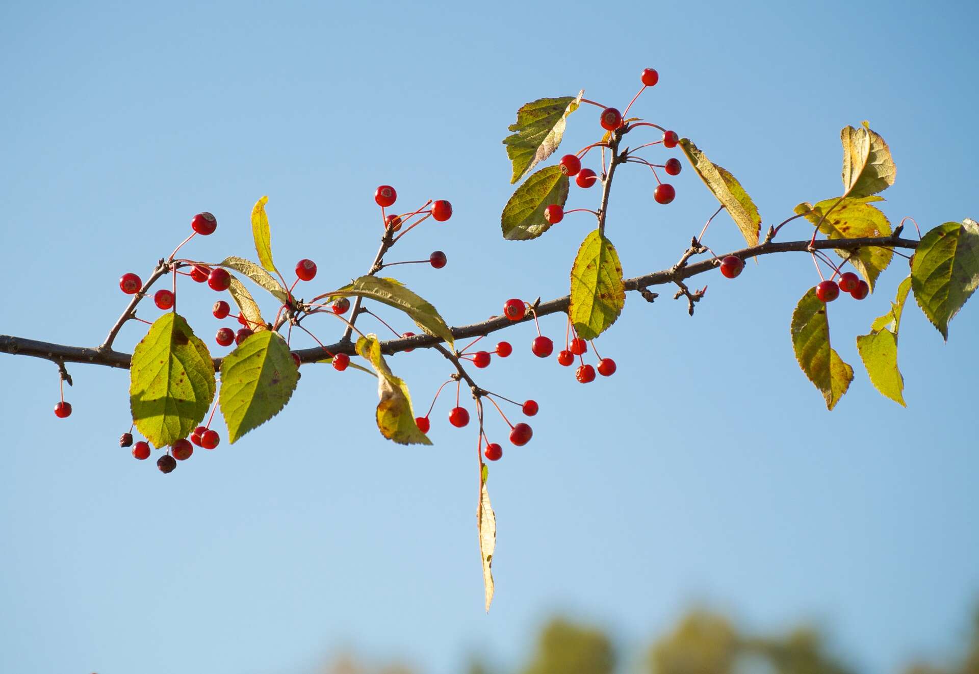 Image of Toringa crab apple