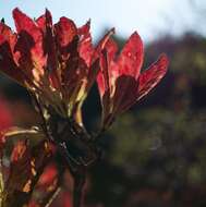 Image of Rhododendron molle (Bl.) G. Don