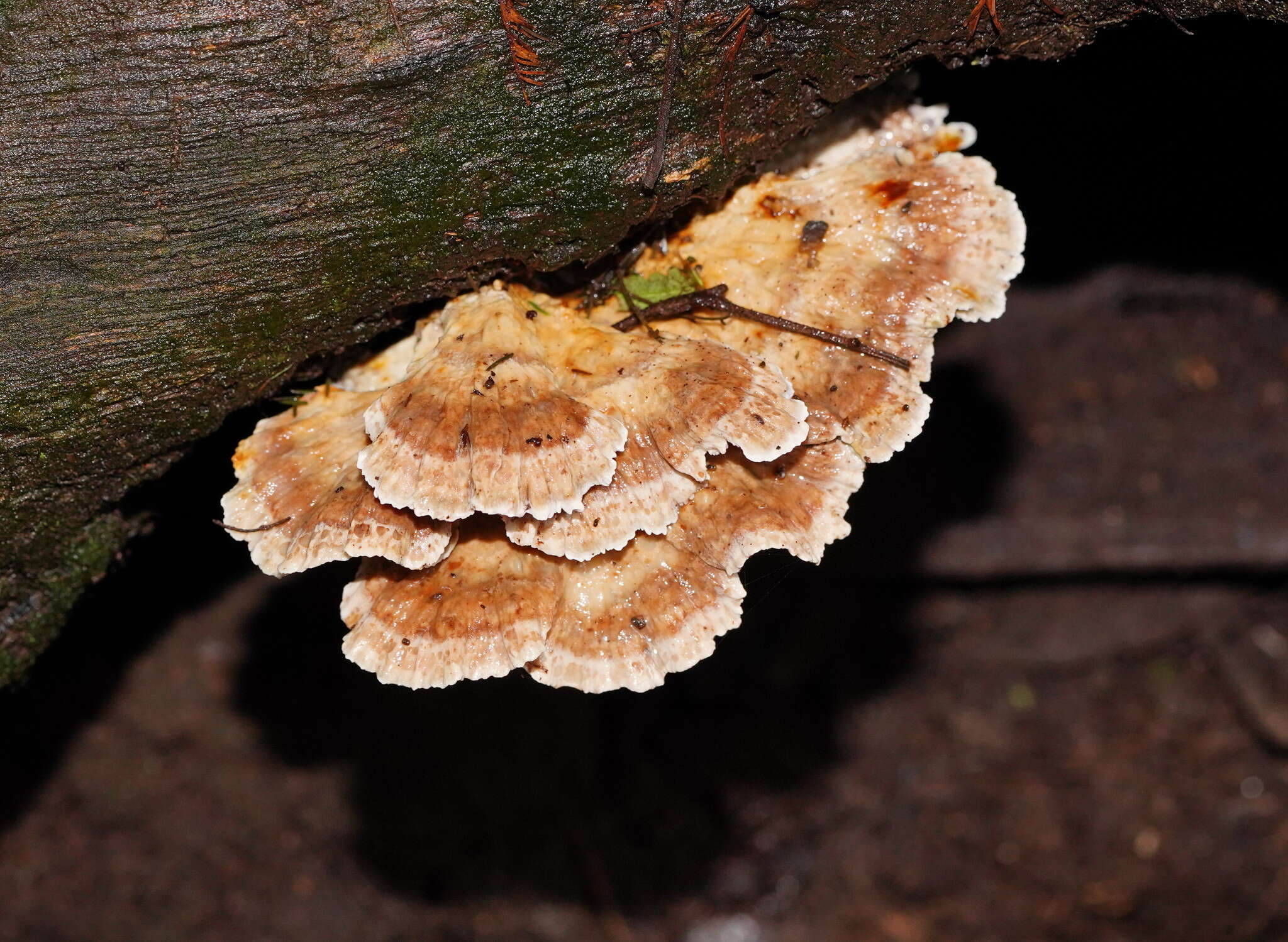 Image of Postia punctata Rajchenb. & P. K. Buchanan 1996