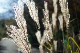 Imagem de Miscanthus sinensis Andersson