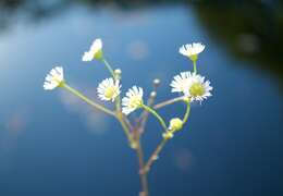 Image of eastern daisy fleabane