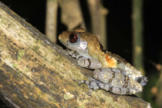 Image of Bird Poop Frog