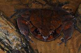 Trichobatrachus Boulenger 1900的圖片