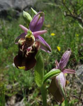 Слика од Ophrys fuciflora subsp. apulica O. Danesch & E. Danesch