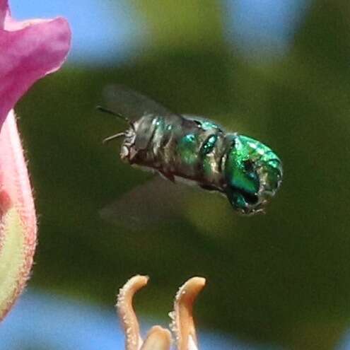 Image of Dilemma Orchid Bee