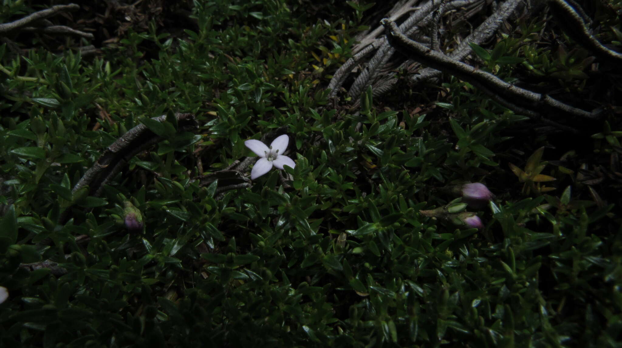 Image of Arcytophyllum muticum (Wedd.) Standl.