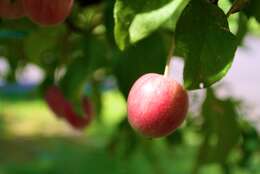 Image of plumleaf crab apple