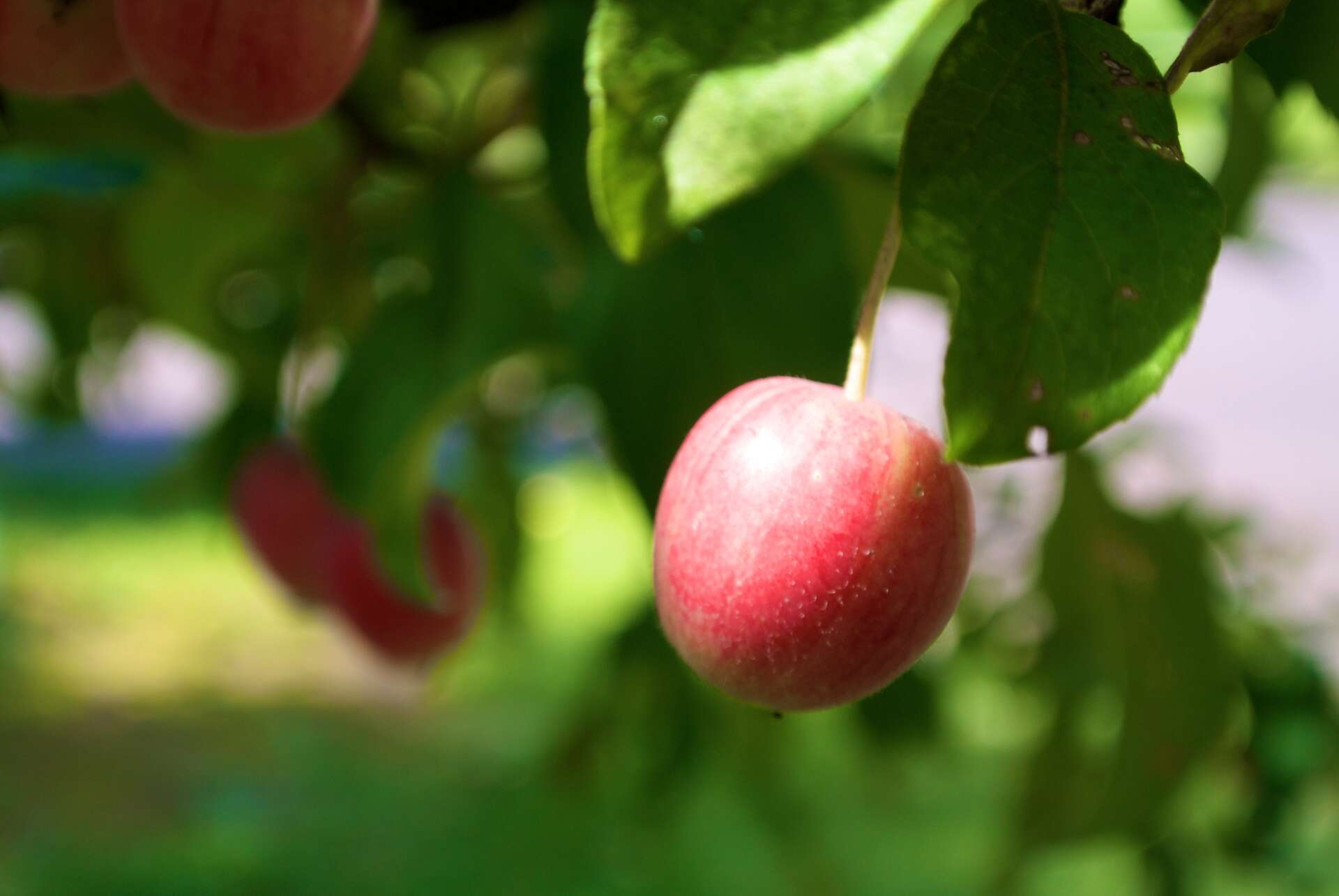 Plancia ëd Malus prunifolia (Willd.) Borkh.