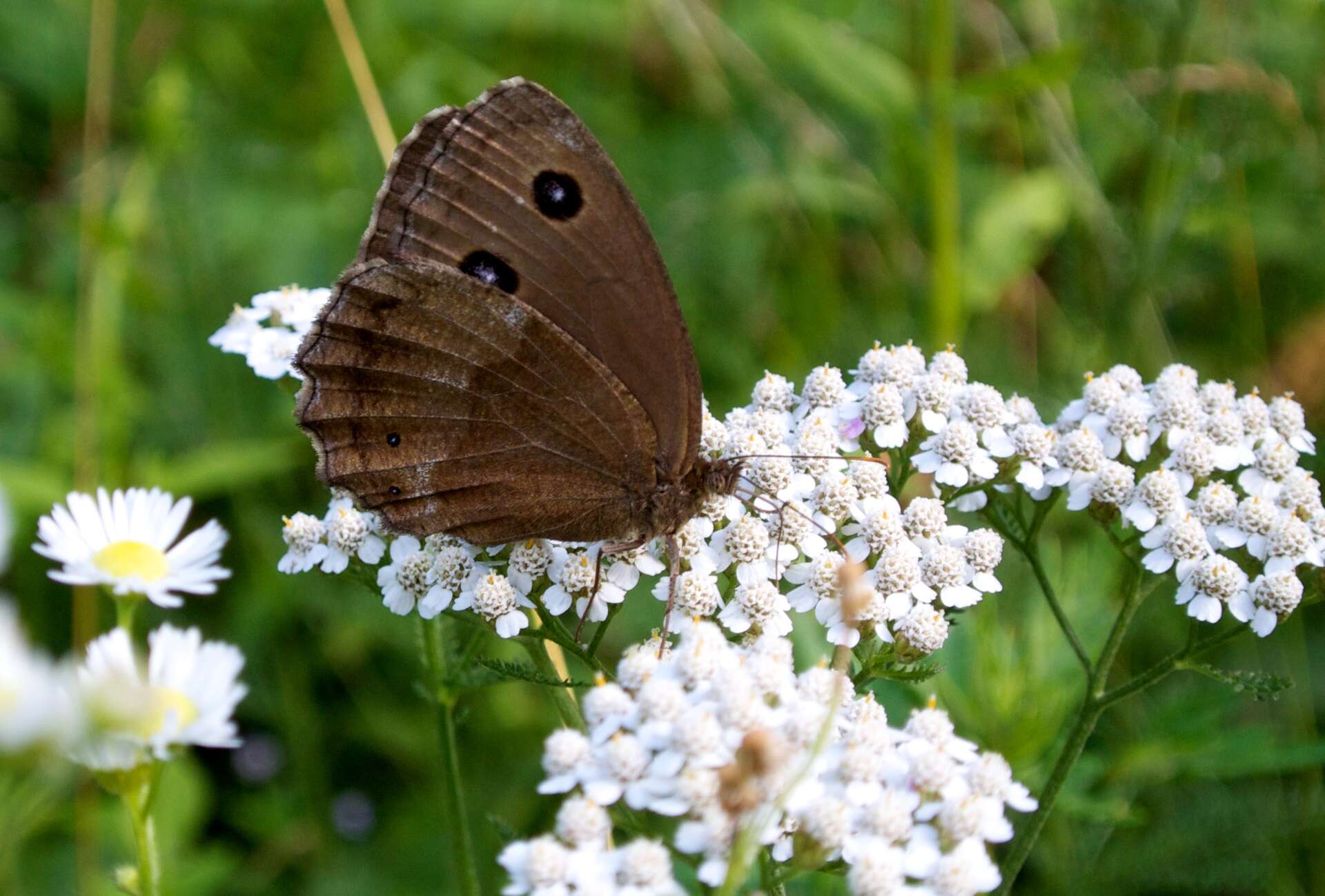 Image of Minois dryas