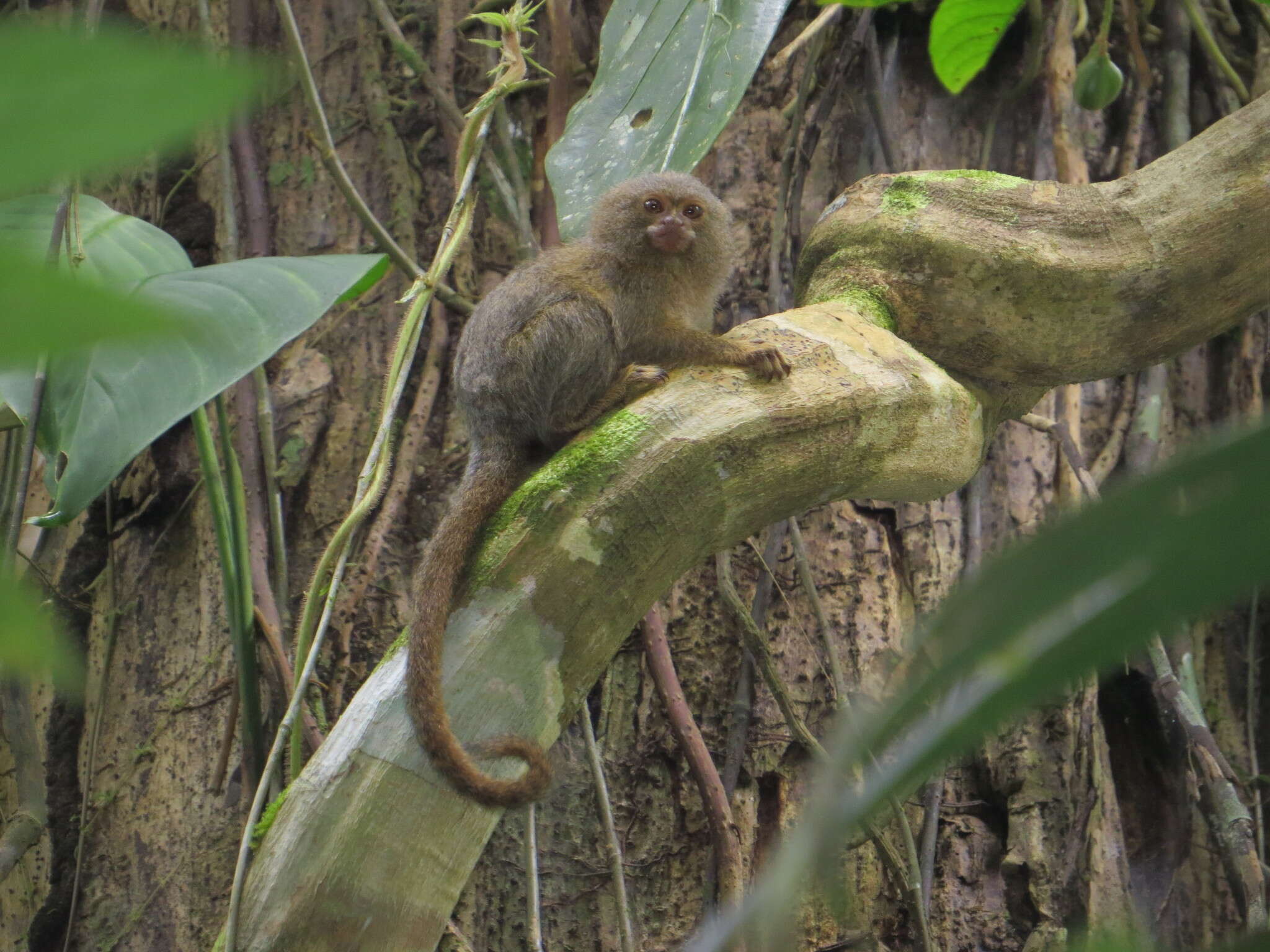 Image of pygmy marmoset