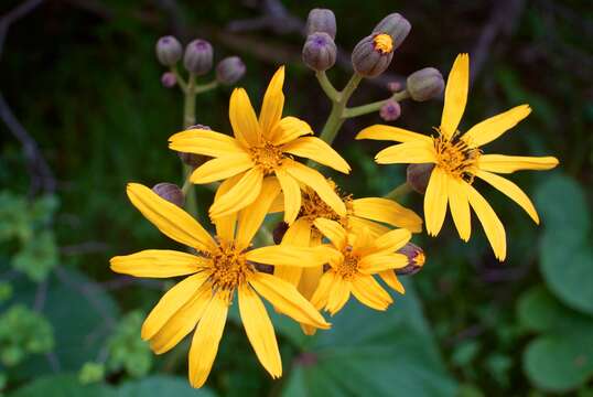 Image of summer ragwort