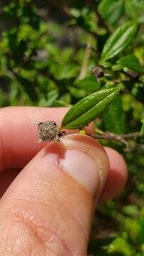 Imagem de Philadelphus texensis S. Y. Hu