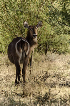 Image of Kobus ellipsiprymnus ellipsiprymnus (Ogilby 1833)