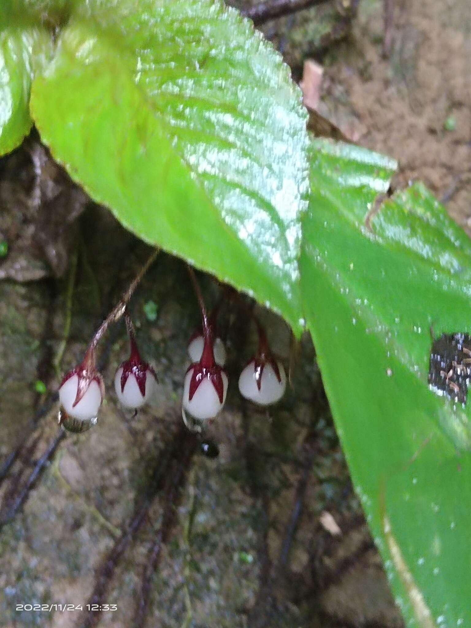 Image of Rhynchotechum formosanum Hatus.