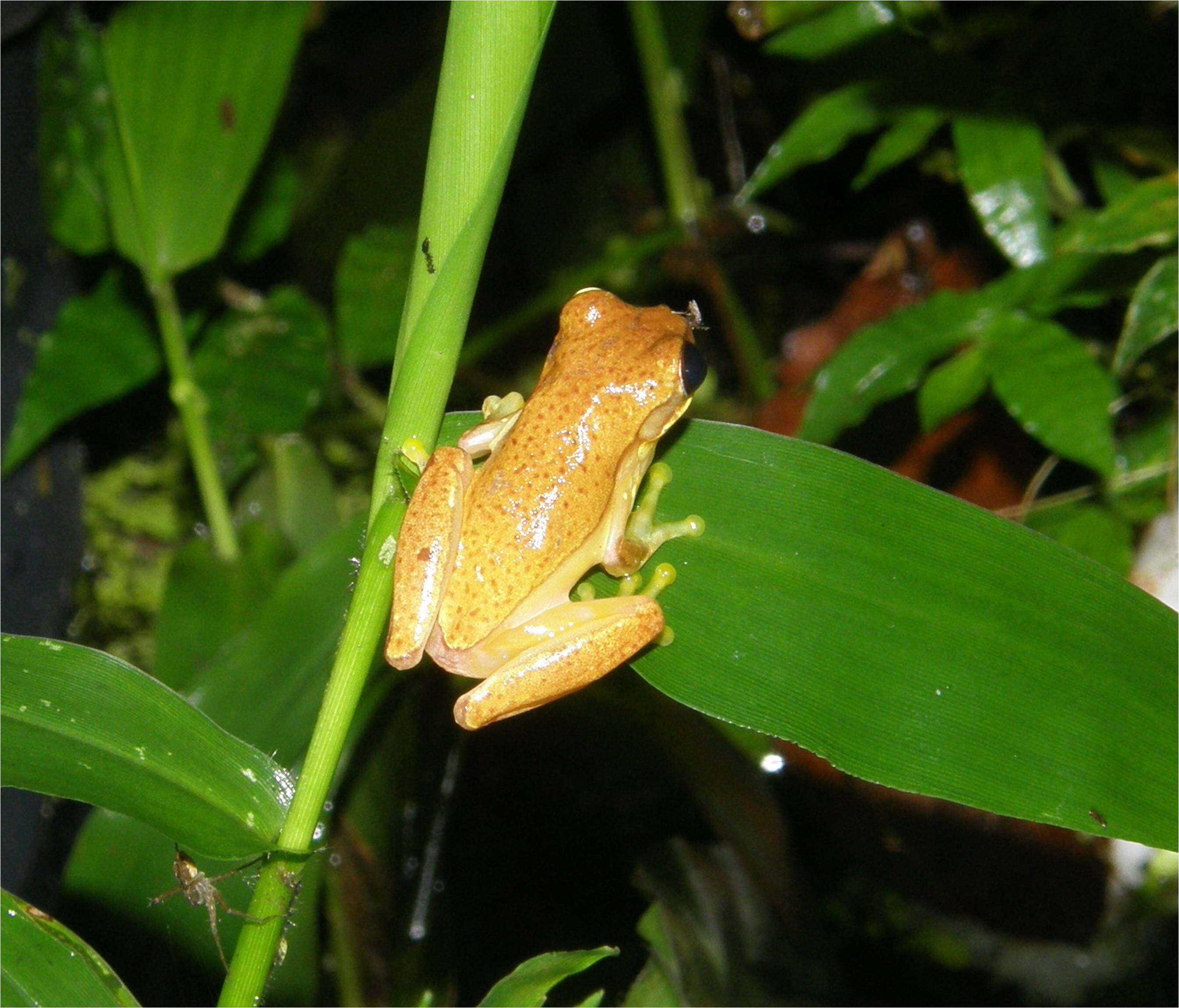 Image of Small-headed Treefrog