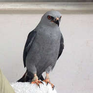 Image of Plumbeous Kite