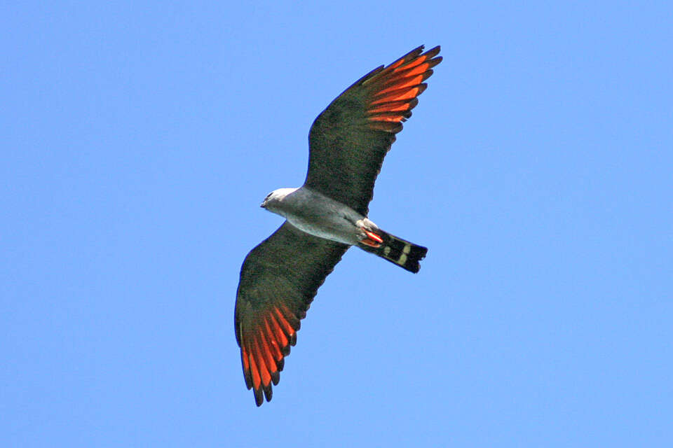 Image of Plumbeous Kite