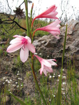 Imagem de Watsonia rogersii L. Bolus