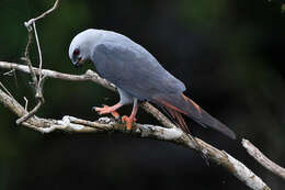 Image of Plumbeous Kite