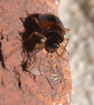 Badister (Badister) maculatus Le Conte 1853的圖片