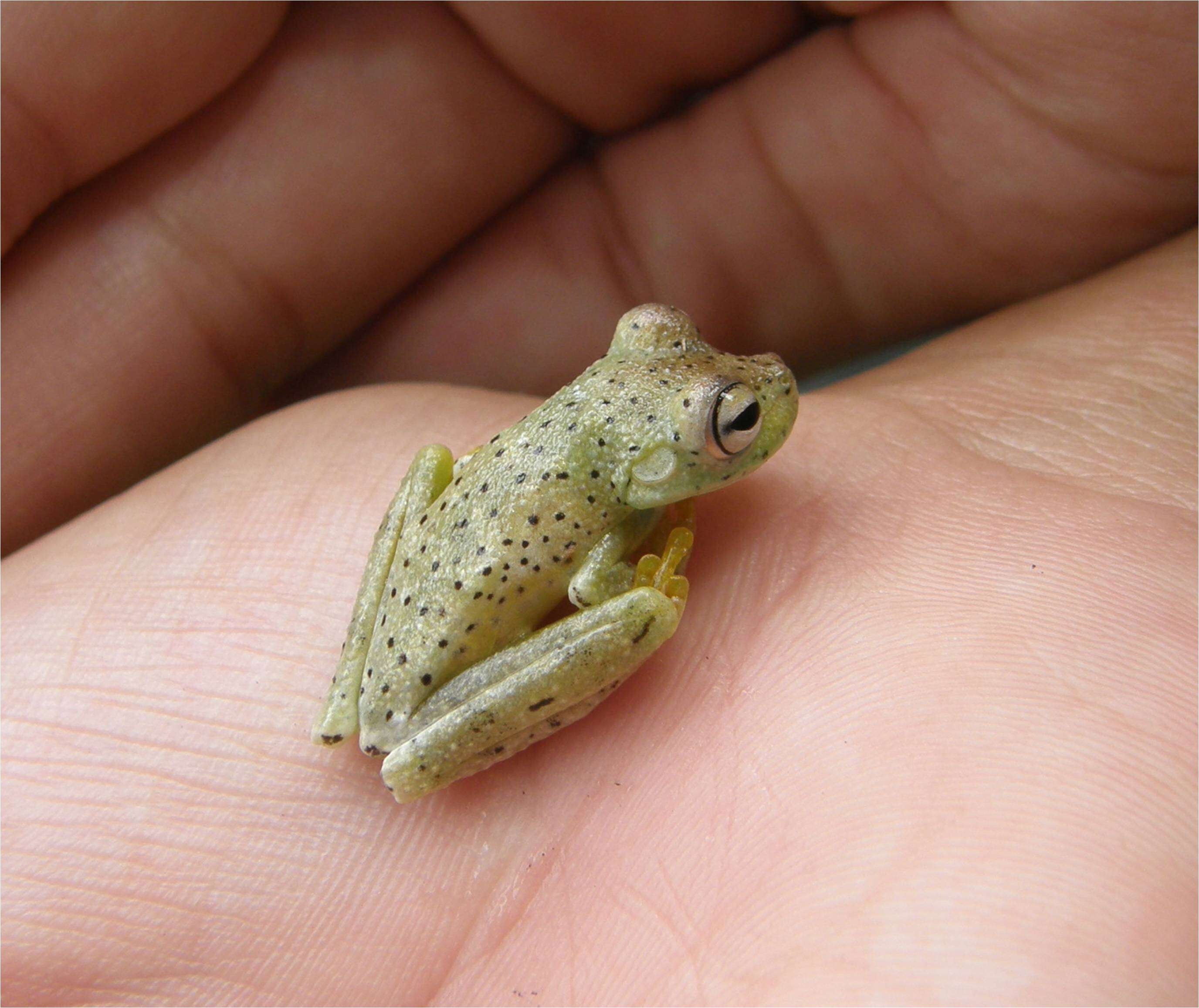 Image of Rosenberg's Gladiator Treefrog