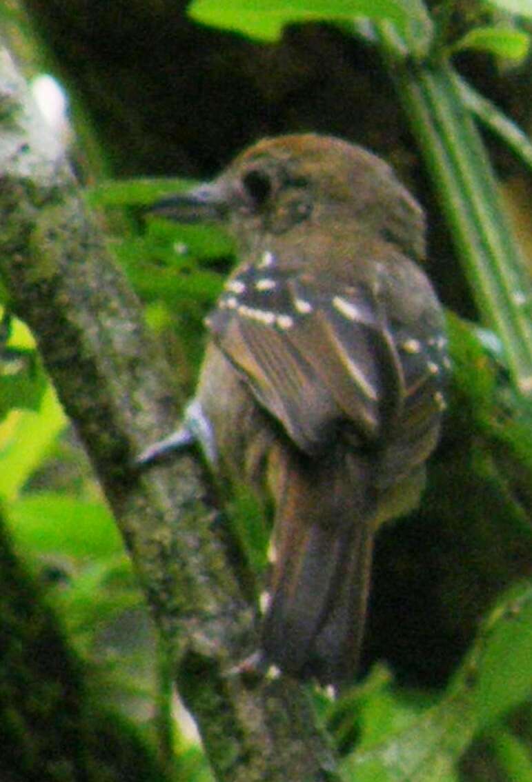 Image of Black-crowned Antshrike