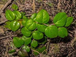 Image of Western Teaberry