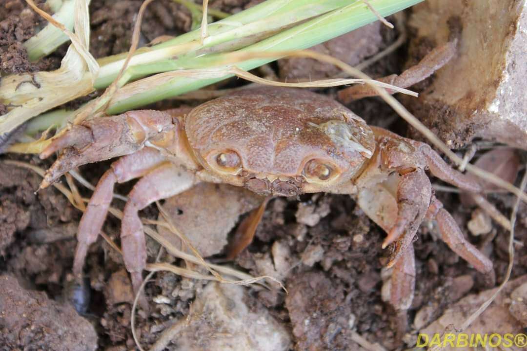 Image of Potamon pelops Jesse, Schubart & Klaus 2010