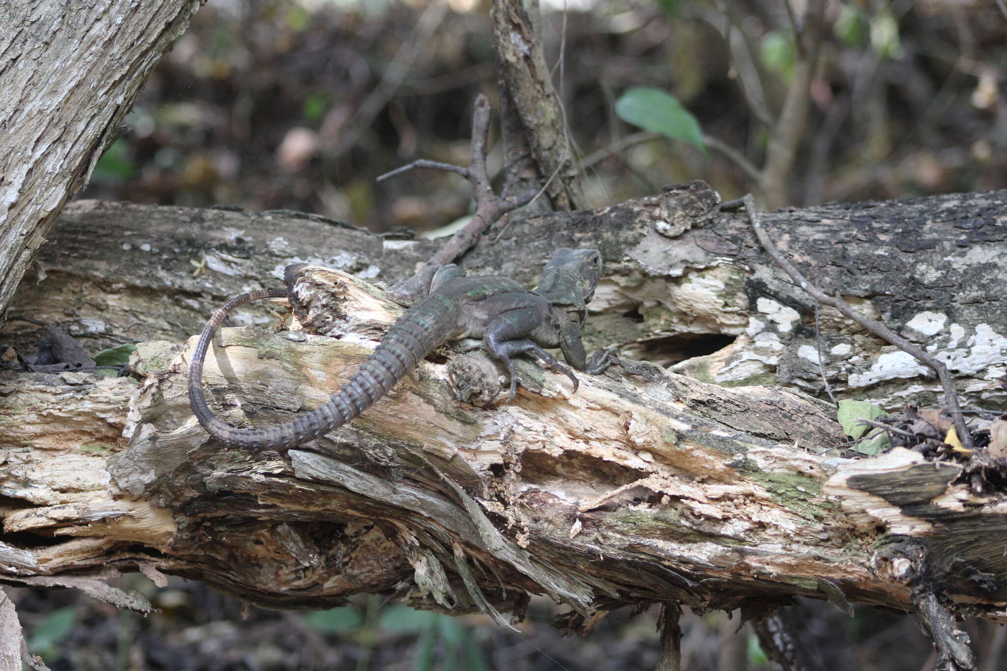 Слика од Ctenosaura acanthura (Shaw 1802)