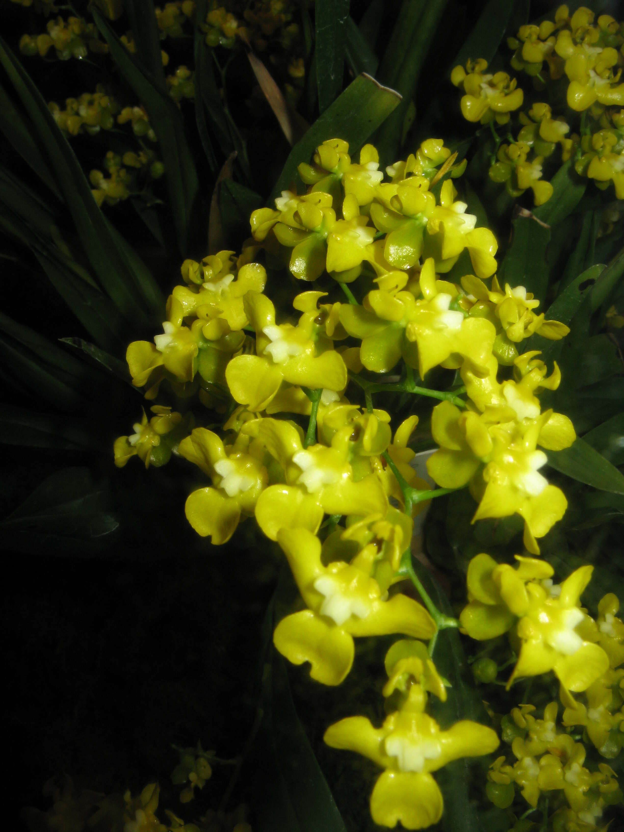 Image of Oncidium cheirophorum Rchb. fil.