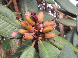 Image of Tree Rhododendron