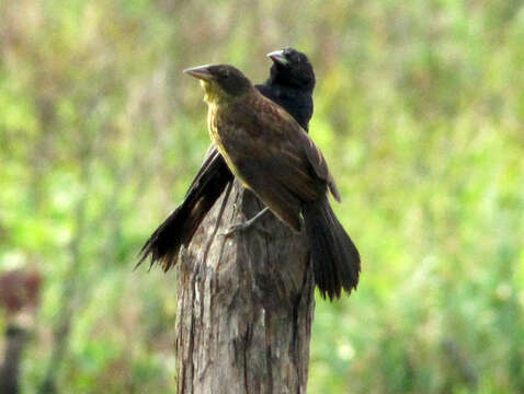 Image of Unicolored Blackbird