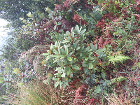 Image of Tree Rhododendron