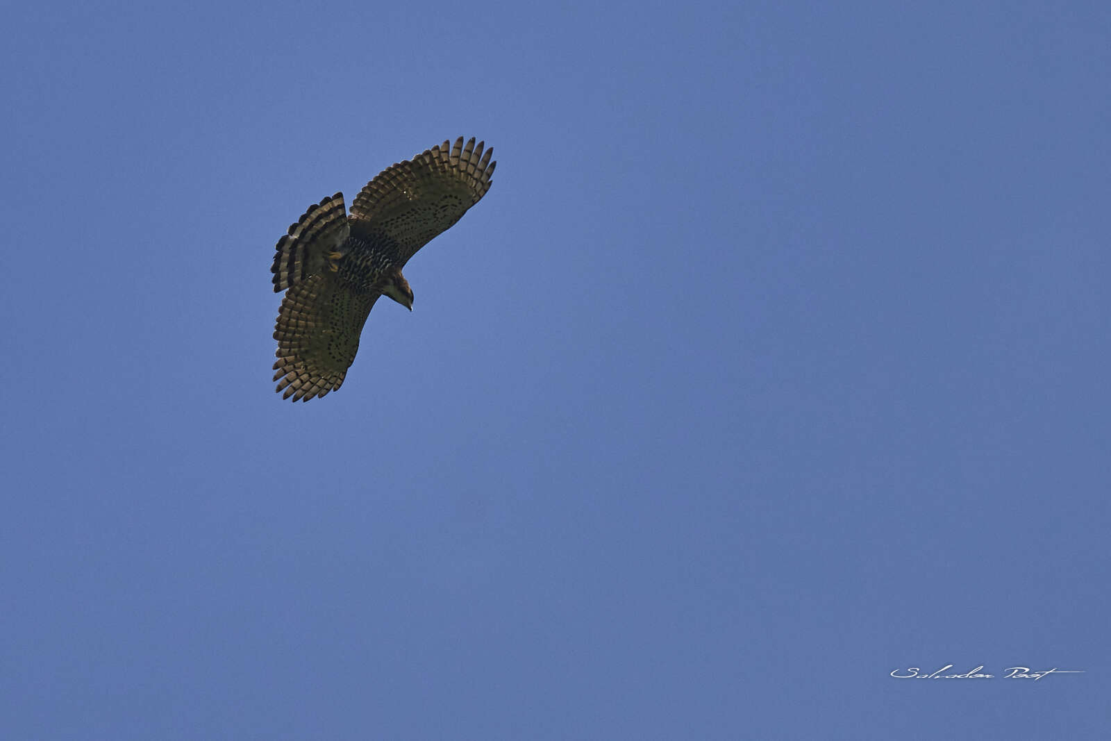 Spizaetus ornatus (Daudin 1800) resmi