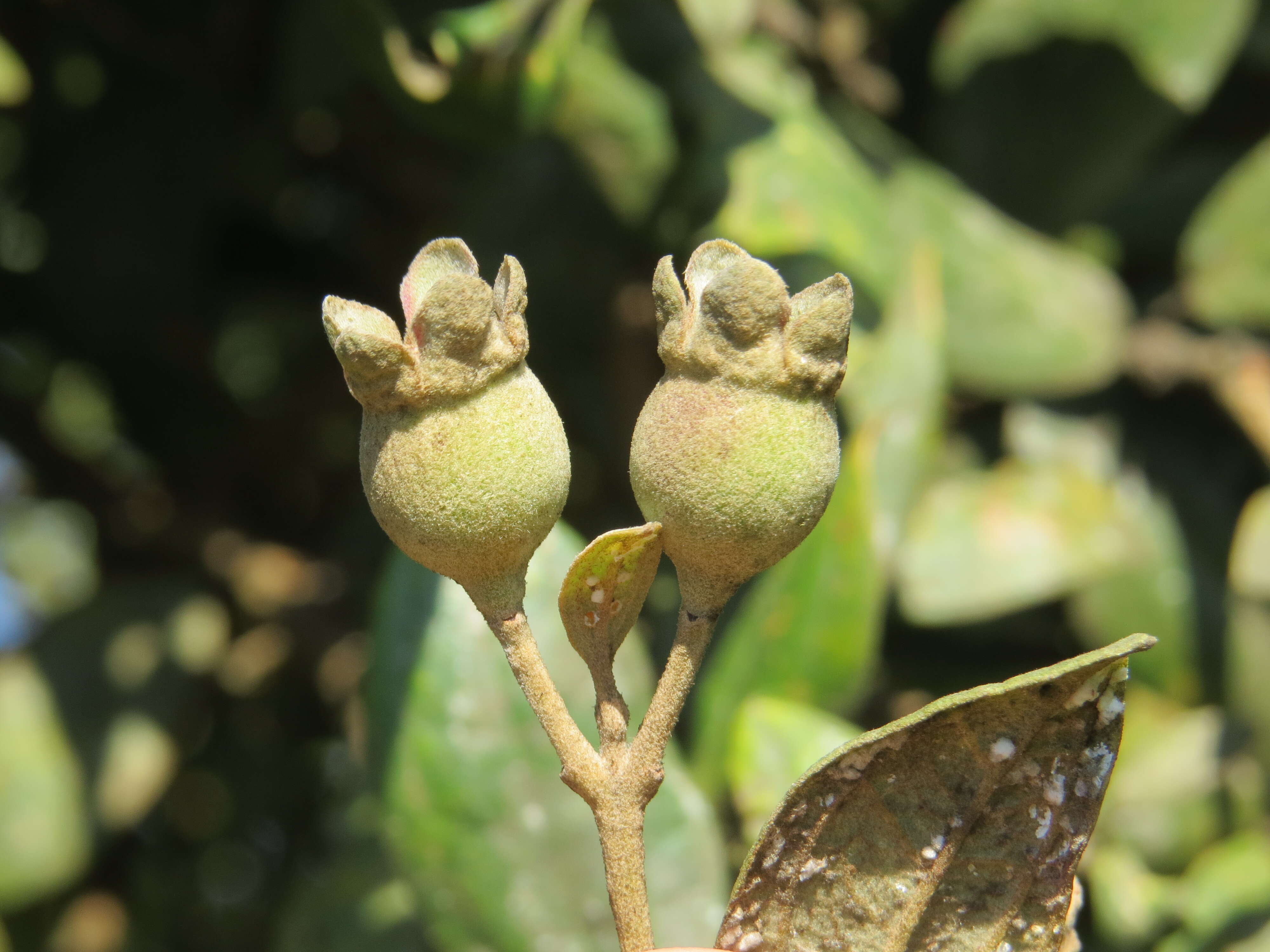 Sivun Rhodomyrtus tomentosa (Aiton) Hassk. kuva