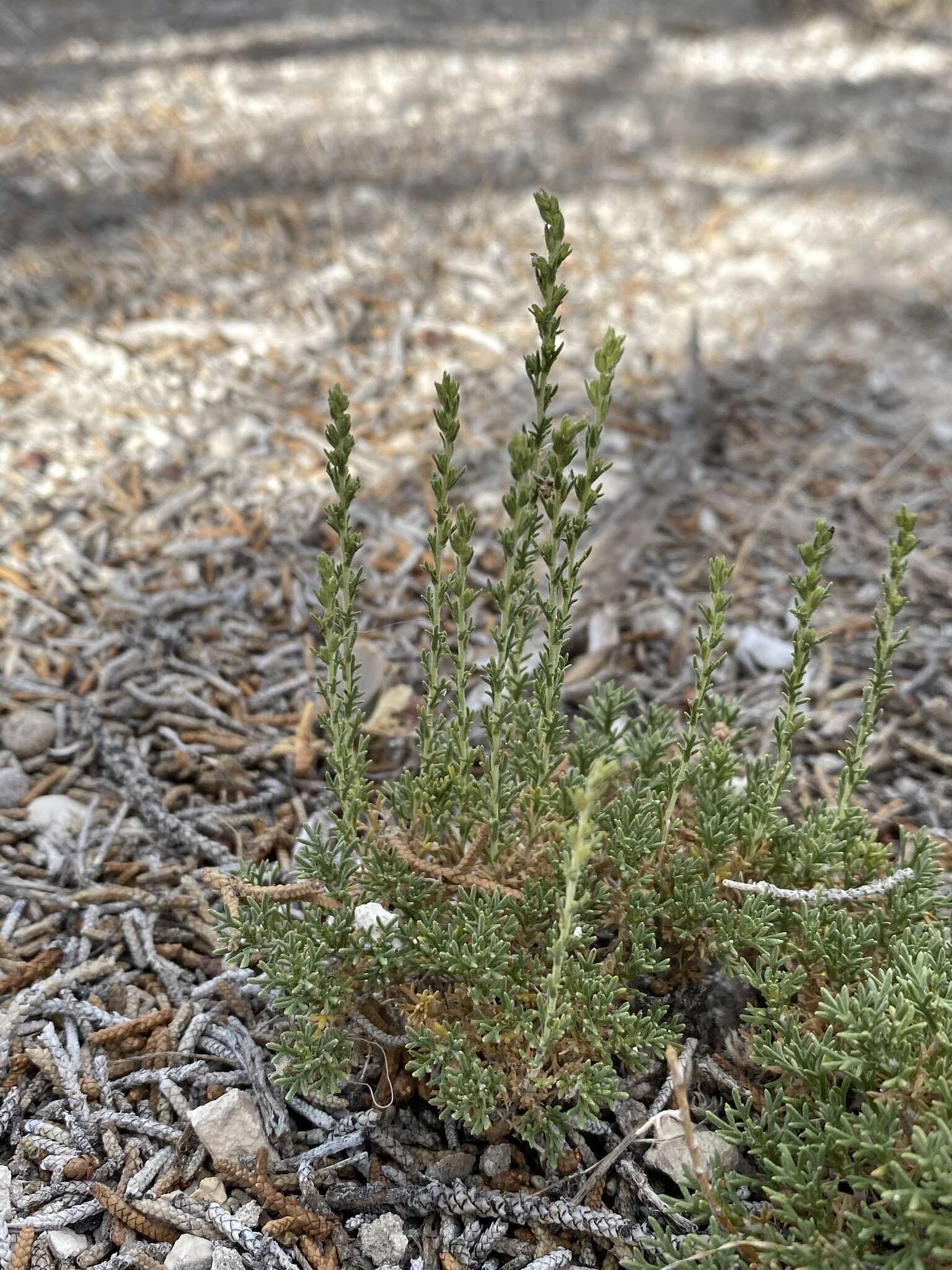 Imagem de Artemisia pygmaea A. Gray