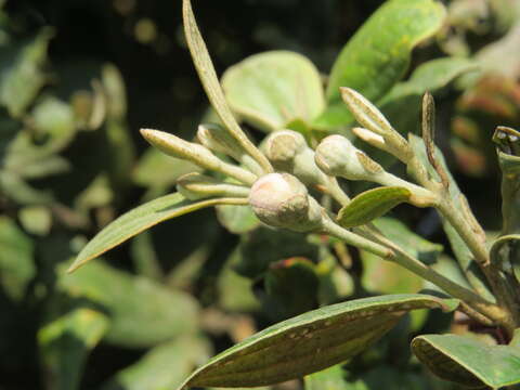 Sivun Rhodomyrtus tomentosa (Aiton) Hassk. kuva